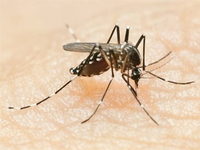 El secretario de Salud de Boyacá, Jairo Santoyo dijo que en 2019 se registraron 737 casos de dengue.. Foto: Getty Images