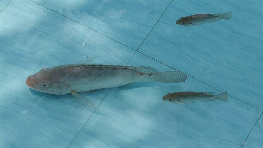 Imagen de referencia. Foto: Pixabay