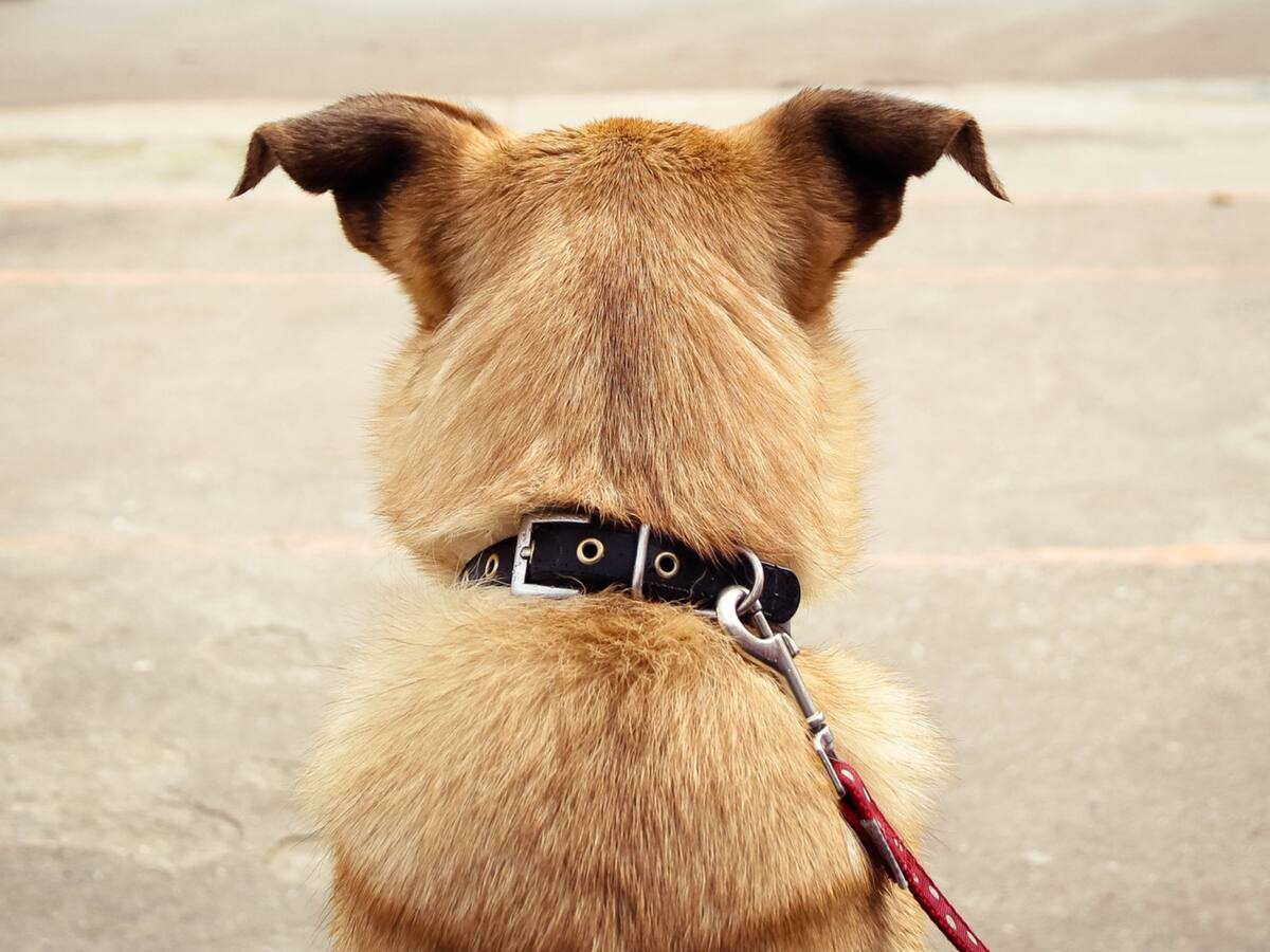 Repudio por jóvenes que lanzaron al mar a un perro en Cartagena; ya hay denuncia