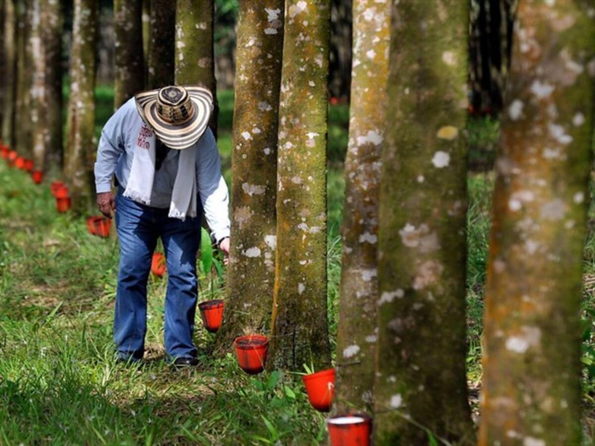 Inversionistas del Fondo Valor Forestal buscan nuevo reglamento