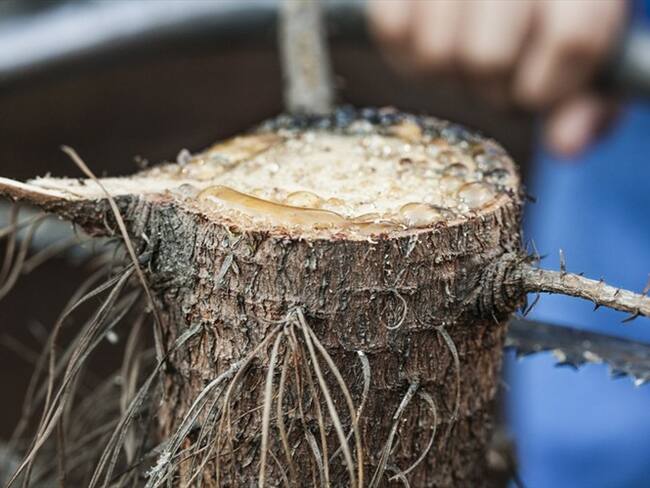 Denuncian talas injustificadas en el Túnel Verde entre Medellín y Envigado