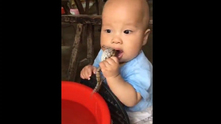 En las imágenes se ve al pequeño jugar con el anfibio vivo e introducírselo a la boca en varias ocasiones.. Foto: Captura de video