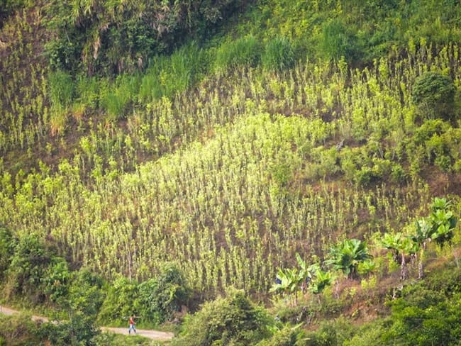 Gobierno no ha llegado con los proyectos productivos y sigue erradicando: COCAM