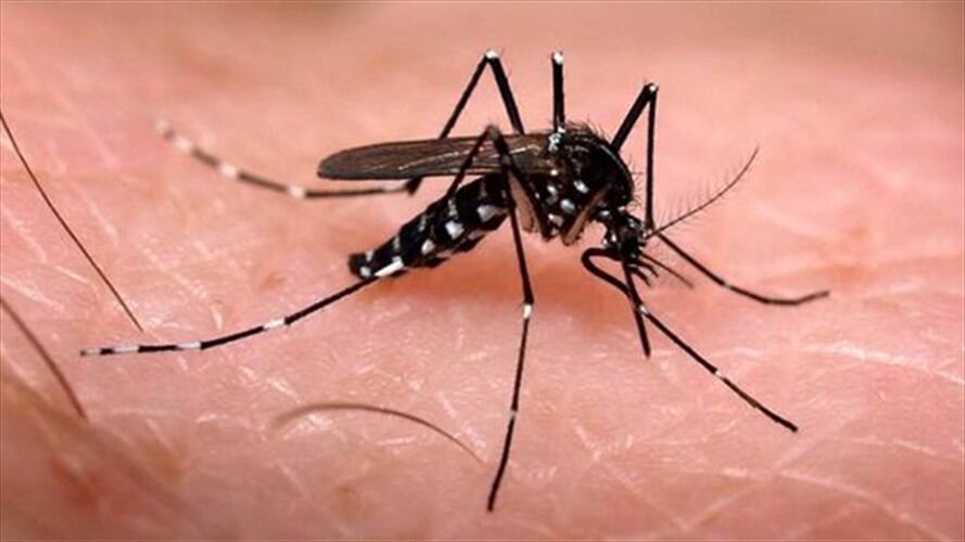 El 68,9% de los casos de dengue fueron reportados en Cali, seguido de Yumbo con un 5,1%.. Foto: Colprensa