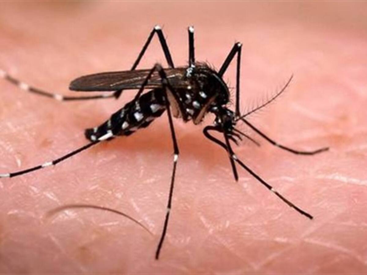 Autoridades del Valle del Cauca alertan por nuevos brotes de dengue