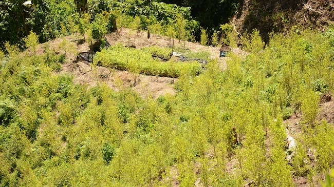 DEA: “Colombia disminuyó levemente el cultivo de coca, pero mantiene niveles altos”. Foto: Colprensa
