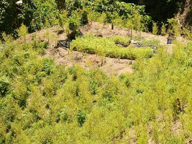 DEA: “Colombia disminuyó levemente el cultivo de coca, pero mantiene niveles altos”. Foto: Colprensa
