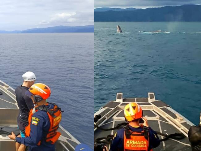 Liberan ballena en Bahía Solano. Foto: Cortesía Armada.