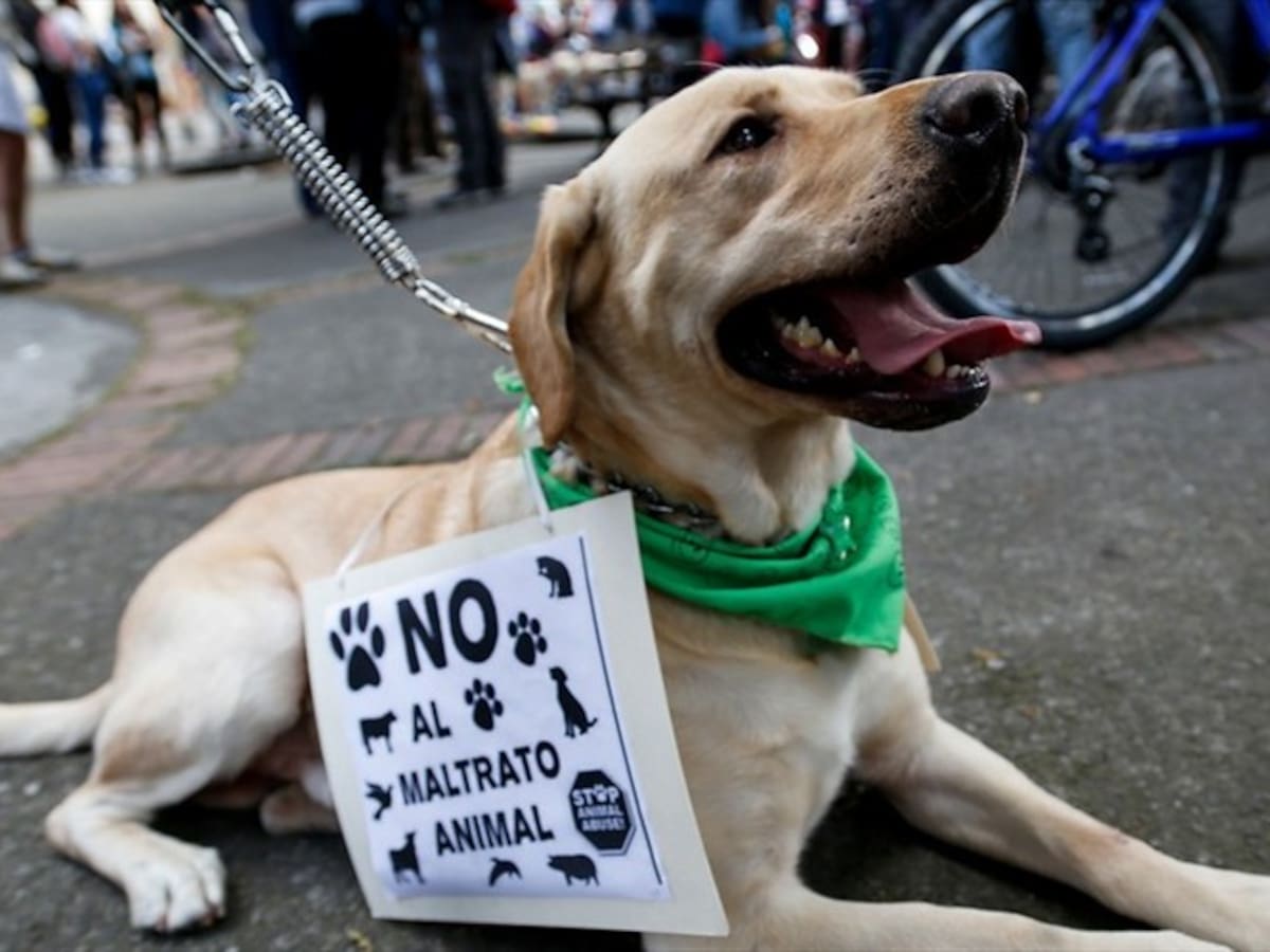 Las condenas por maltrato animal en Colombia