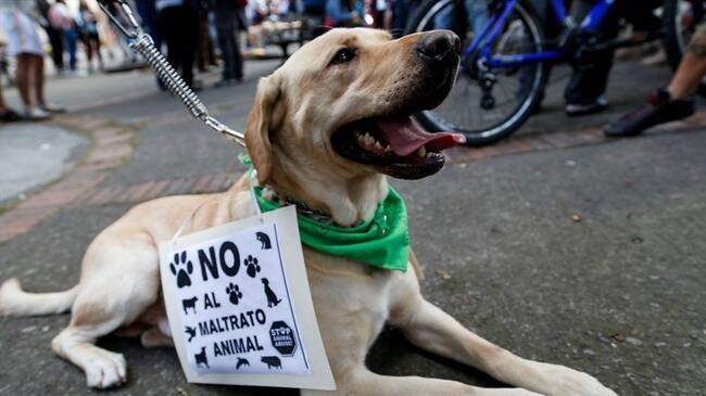 Las condenas por maltrato animal en Colombia . Foto: Colprensa - Mauricio Alvarado