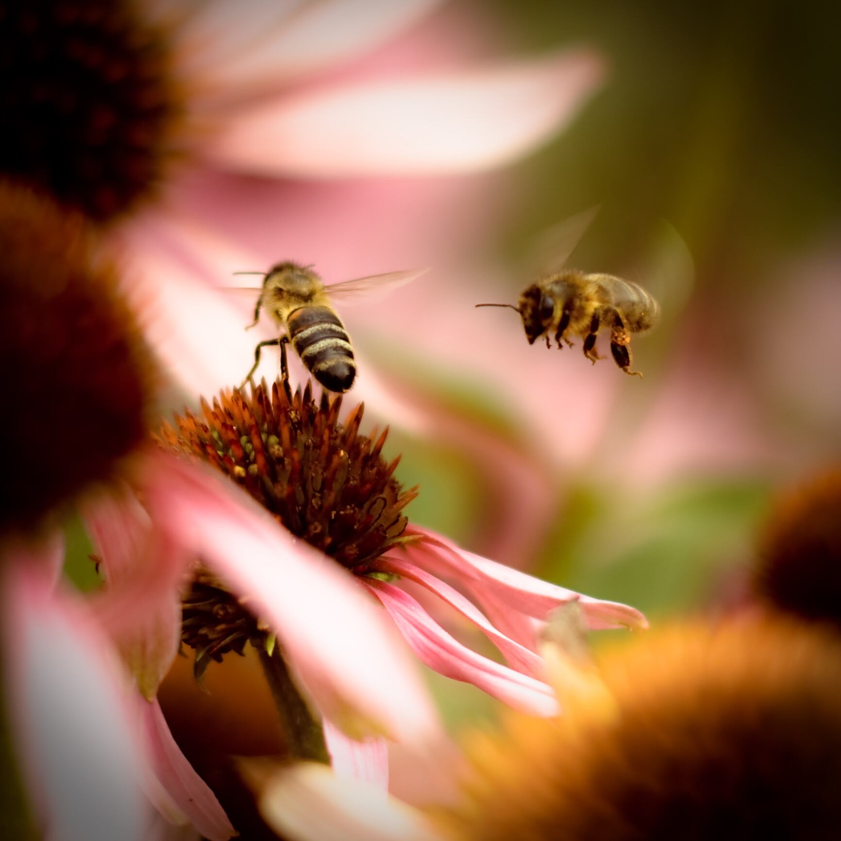 Condenan al estado colombiano por no proteger a las abejas. Imagen de referencia de abejas. Foto: Getty Images