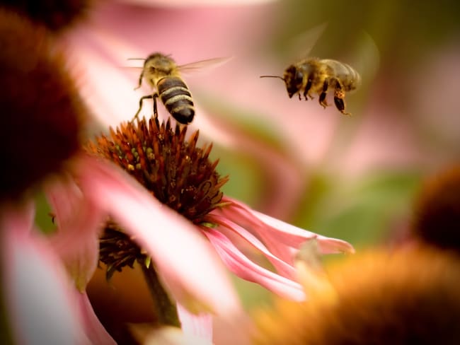 Condenan al estado colombiano por no proteger a las abejas. Imagen de referencia de abejas. Foto: Getty Images