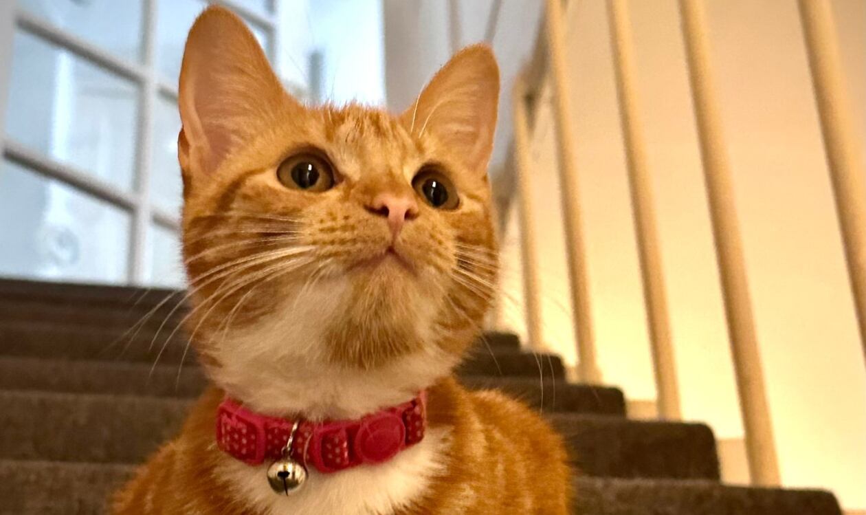 Aurora. Foto: cortesía.