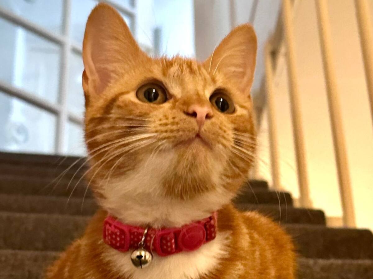 Aurora, la ‘embajagata’ de Colombia en el Reino Unido