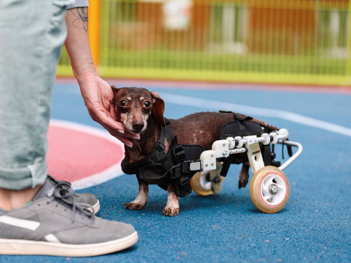 Proyecto sillas Adeu, una nueva oportunidad de caminar para perros con discapacidad