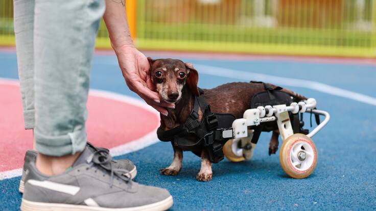 Proyecto sillas Adeu, una nueva oportunidad de caminar para perros con discapacidad
