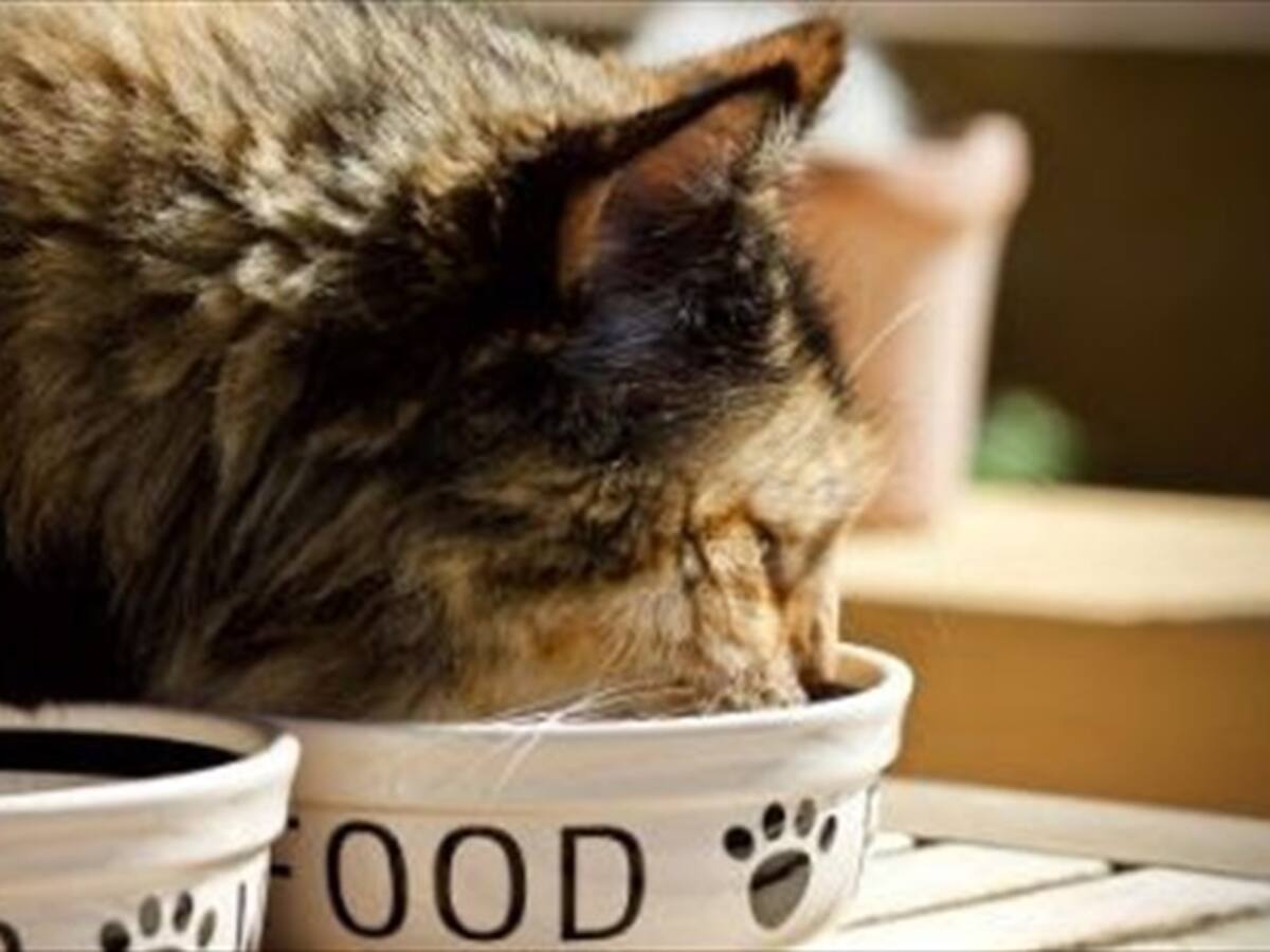 Aprenda estos tips para guardar el concentrado de su mascota en el hogar