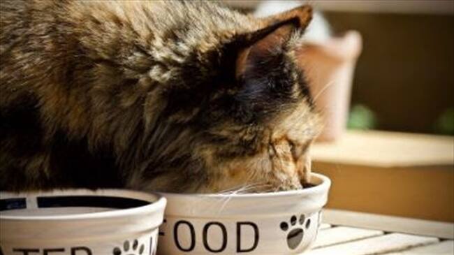 Aprenda estos tips para guardar el concentrado de su mascota en el hogar. Foto: Cortesía Pet Food Institute