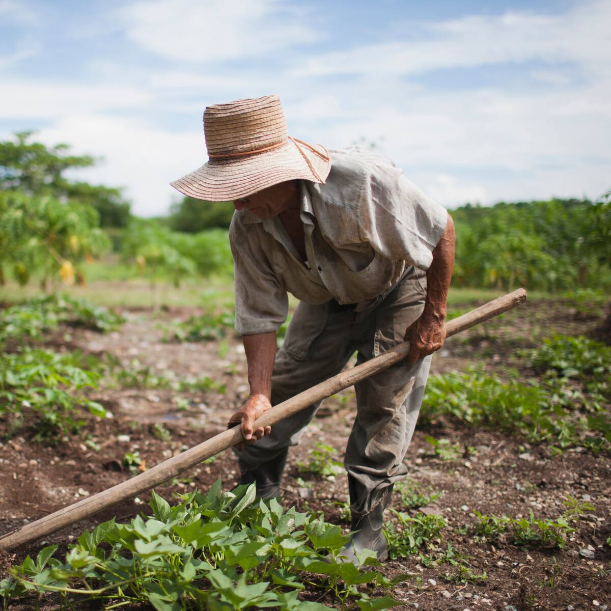 Es una intromisión en independencia de gremios: Dignidad Agropecuaria por decreto de MinAgricultura
