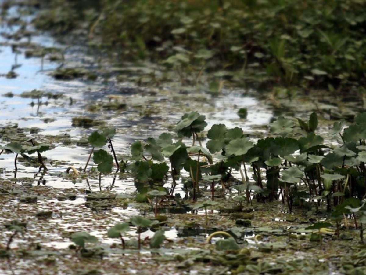 Polémica entre ambientalistas por obras en humedales de Bogotá