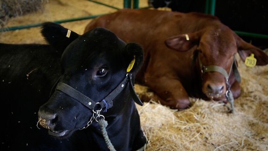 Irak y Jordania recibirán miles de bovinos enviados desde Córdoba bajo supervisión del ICA. Foto: Colprensa