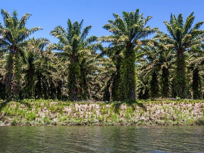 La afectación económica de la enfermedad pudrición del cogollo en el sector palmero es incalculable, dado que este gremio contribuye con casi el 50% del PIB en el Magdalena. Foto: Getty Images