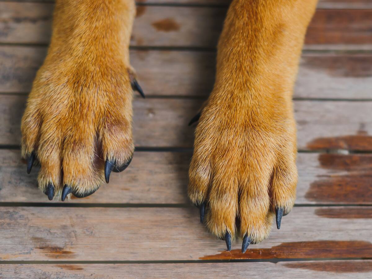 Acupuntura en animales: experta explica cuáles son sus beneficios