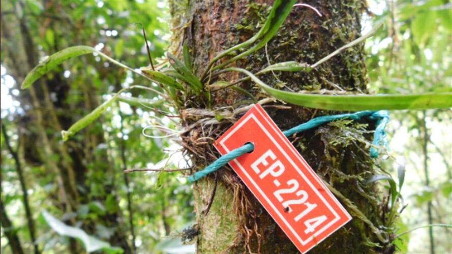 Se encontraron cinco nuevas especies de orquídeas en el proyecto vial de la variante que se desarrolla entre San Francisco y Mocoa. Foto: Twitter @MinTransporteCo