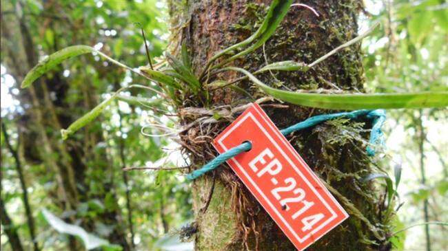 Se encontraron cinco nuevas especies de orquídeas en el proyecto vial de la variante que se desarrolla entre San Francisco y Mocoa. Foto: Twitter @MinTransporteCo