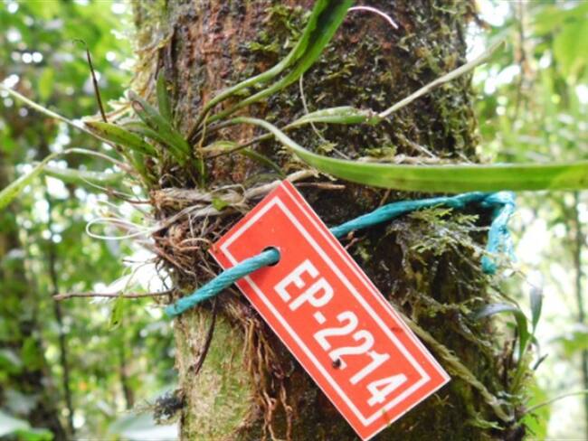 Se encontraron cinco nuevas especies de orquídeas en el proyecto vial de la variante que se desarrolla entre San Francisco y Mocoa. Foto: Twitter @MinTransporteCo