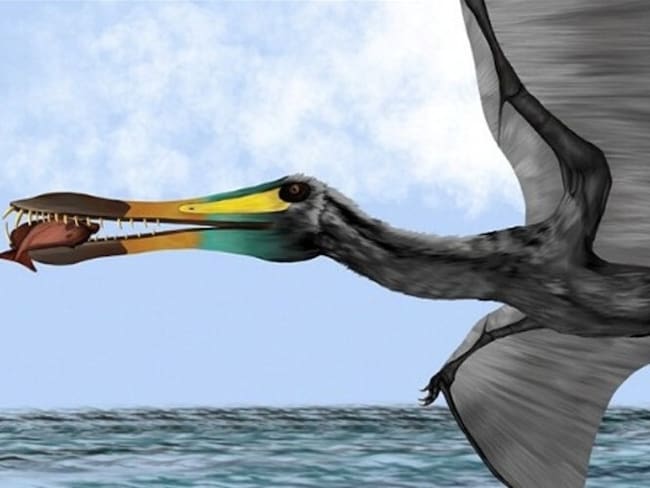 Es la primera vez que encontramos este tipo de fósiles en Colombia: paleontólogo