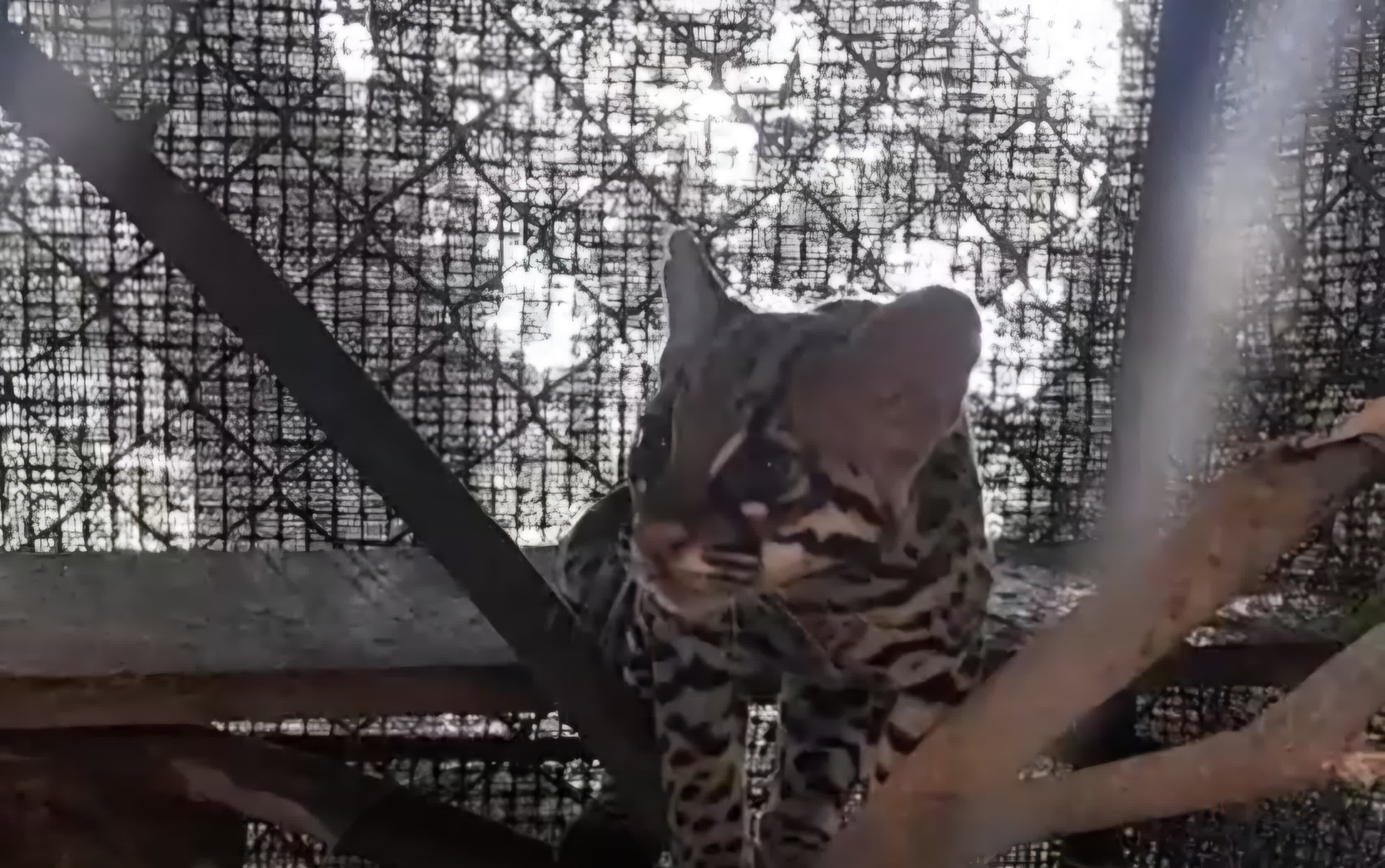 Liberan tigrillos tras su recuperación en Montes de María