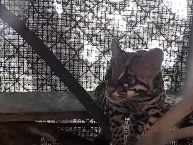 Liberan tigrillos tras su recuperación en Montes de María