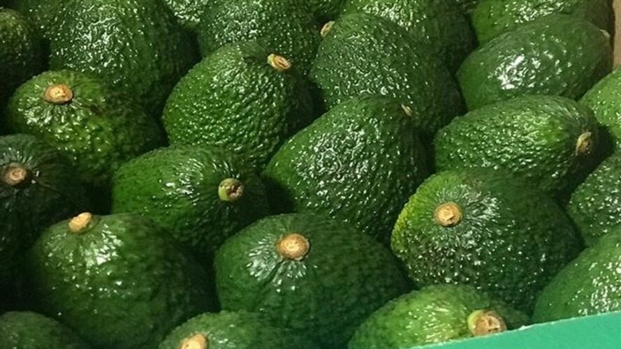 China da vía libre a la exportación del aguacate Hass desde Colombia. Foto: Colprensa