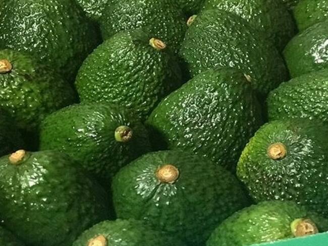 China da vía libre a la exportación del aguacate Hass desde Colombia. Foto: Colprensa