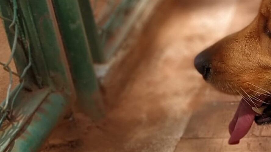 Canina murió por presunto abuso sexual. Foto:La W.