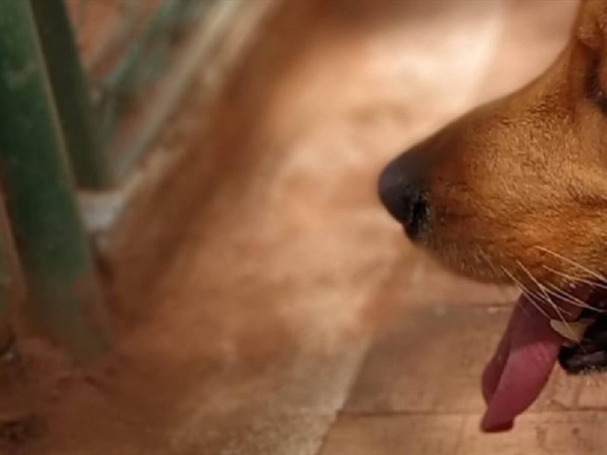 En San Gil murió canina por ser presuntamente abusada