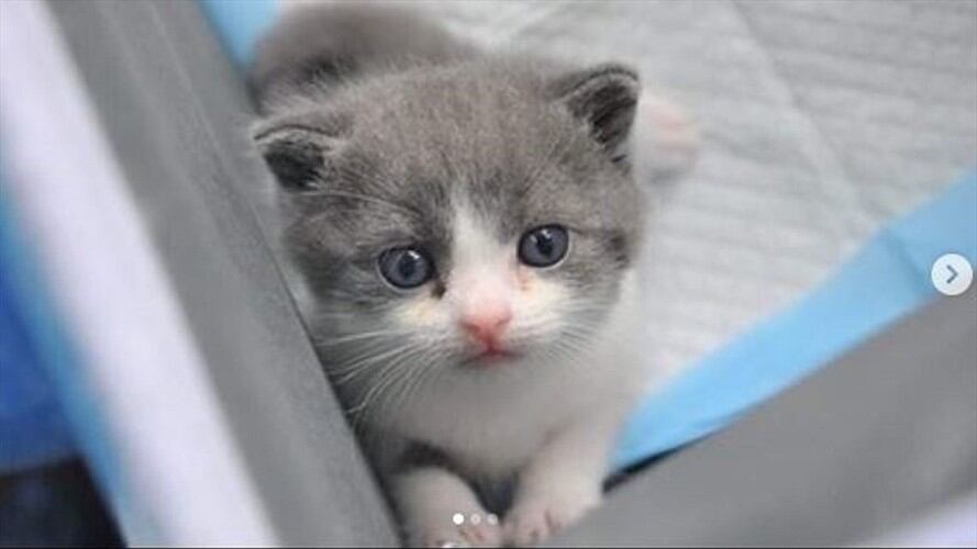 Así es el primer gato clonado del mundo. Foto: