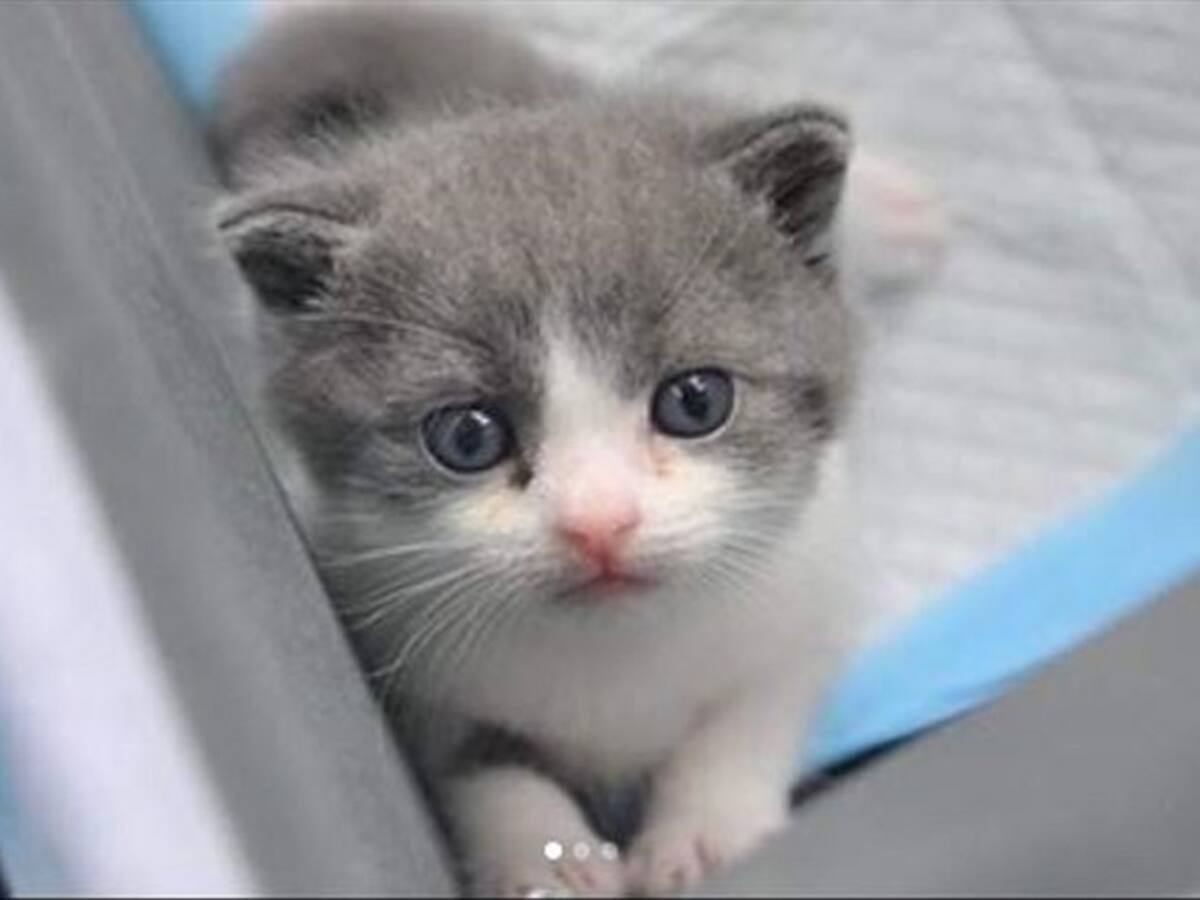 Así es el primer gato clonado del mundo