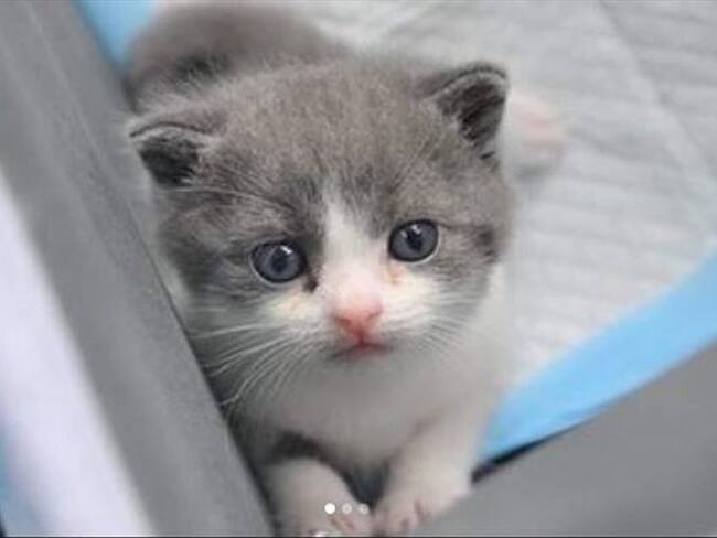 Así es el primer gato clonado del mundo. Foto: