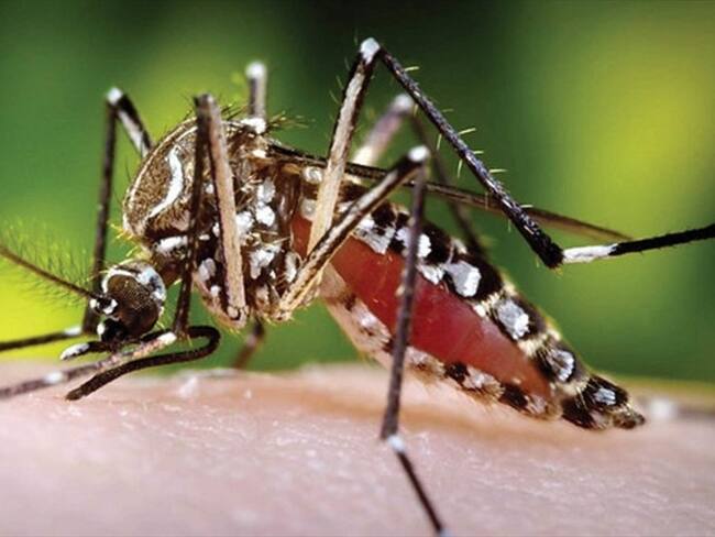 Reportan más de 40 casos de dengue en Córdoba. Foto: Colprensa