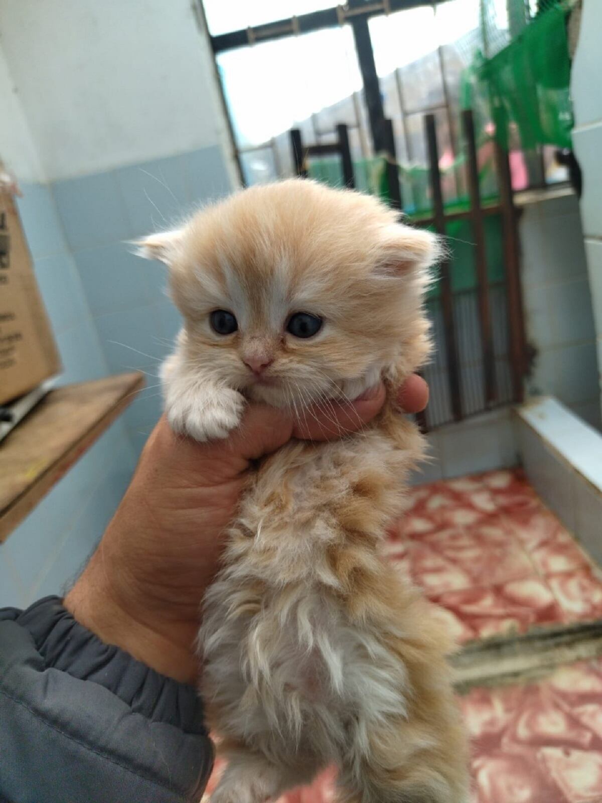 Crédito: Policía Metropolitana de Manizales.