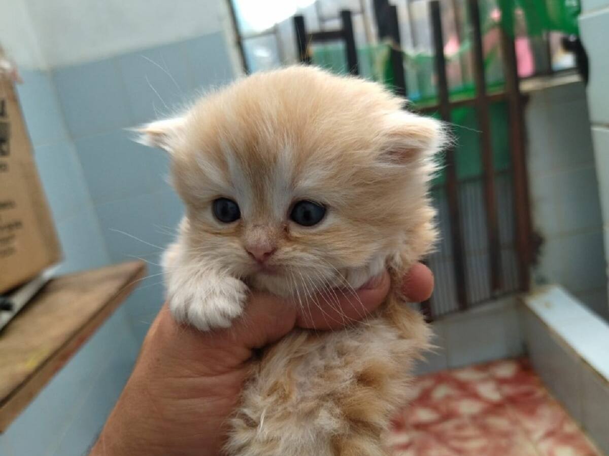 En una vereda de Manizales, rescatan a más de 30 animales que estaban abandonados