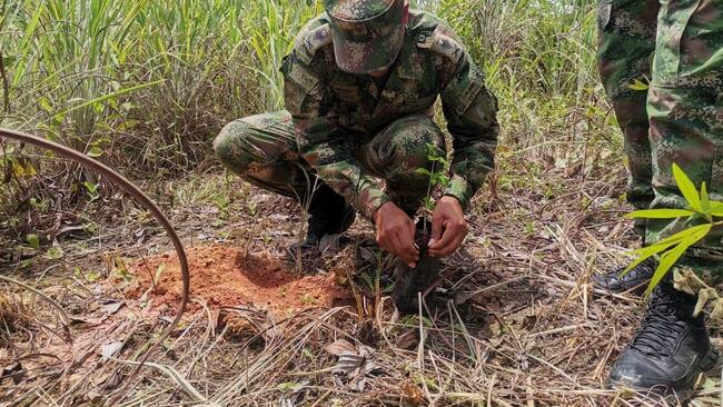 siembran más de 170.000 árboles en zonas afectadas por la minería ilegal en Córdoba y el Bajo Cauca antioqueño. Foto: Ejército Nacional.