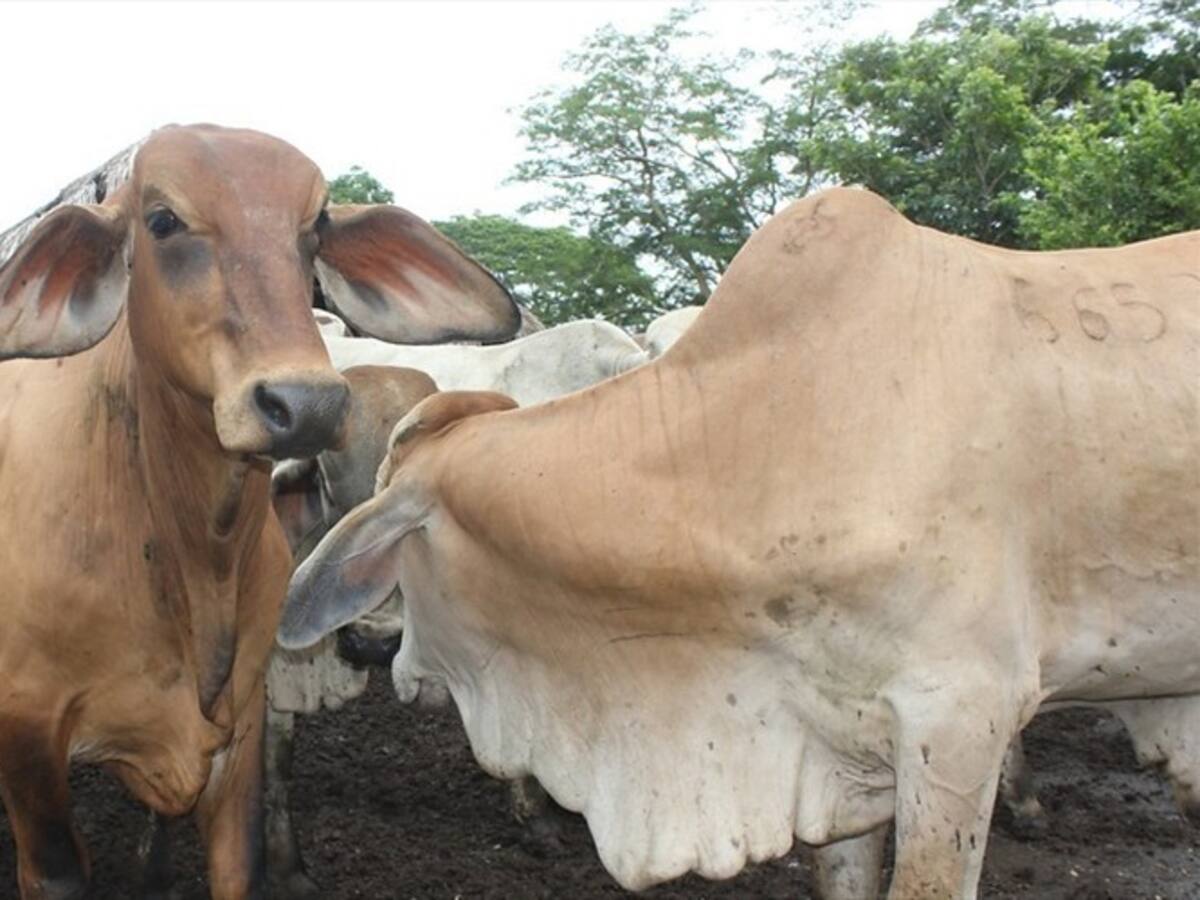 Declaran a Colombia libre de fiebre aftosa con vacunación