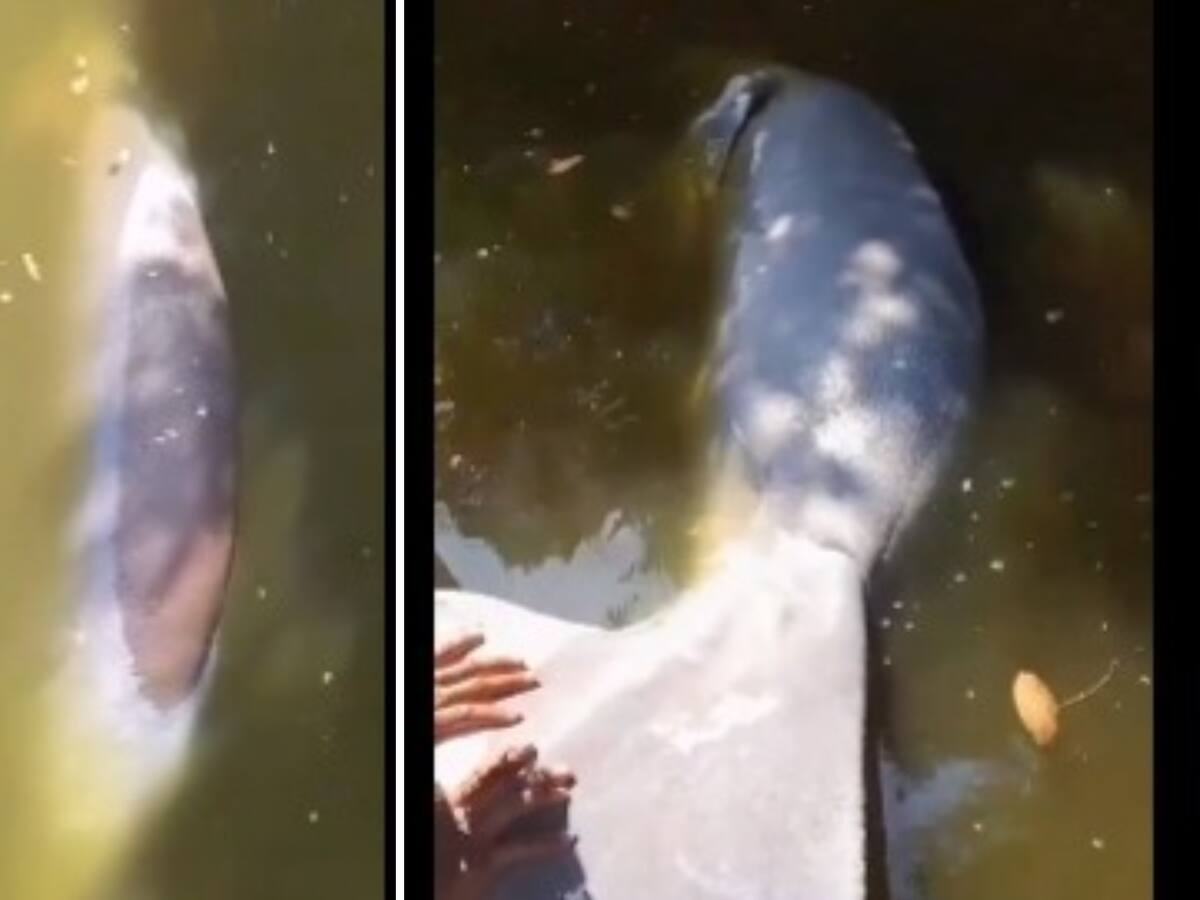 Encuentran manatí muerto en el caño Yariguíes