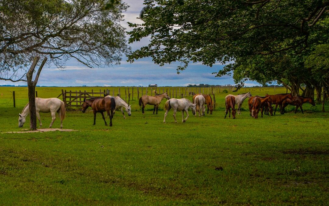 Casanare, promoviendo la cultura a través del turismo