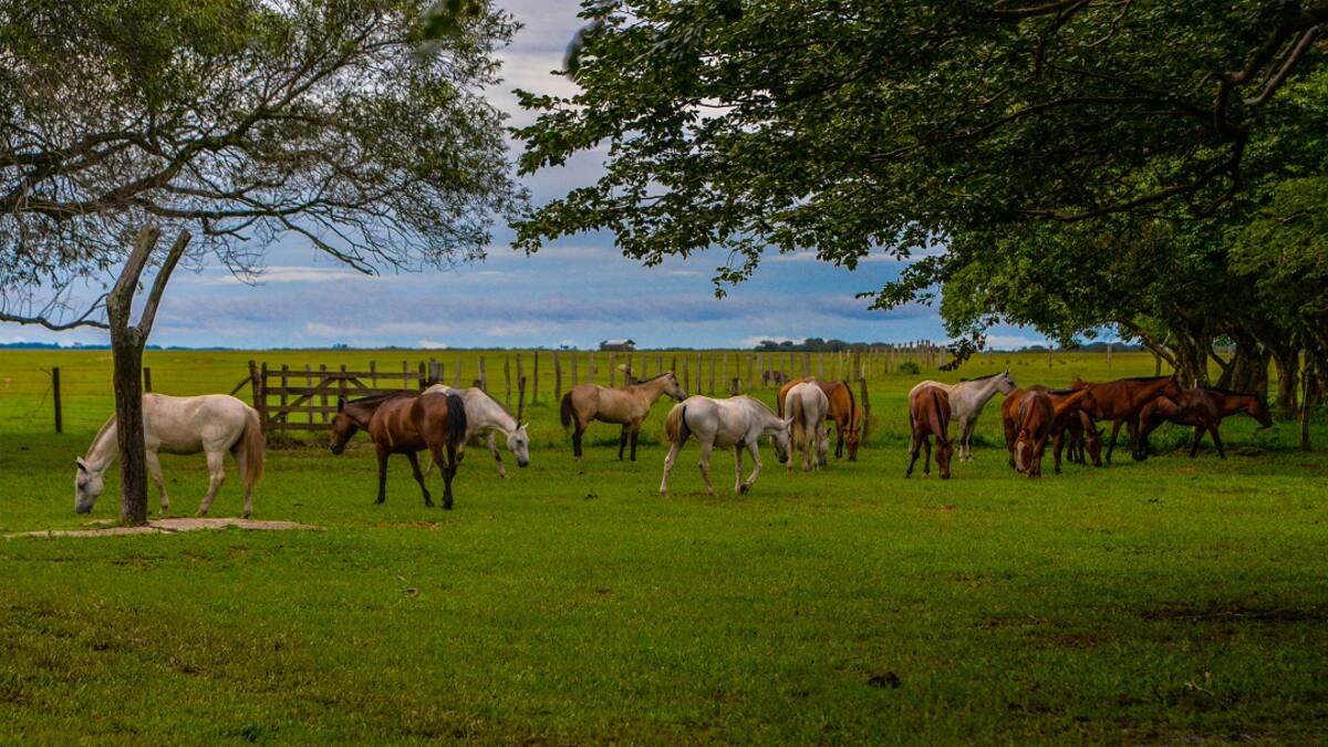 Casanare, promoviendo la cultura a través del turismo