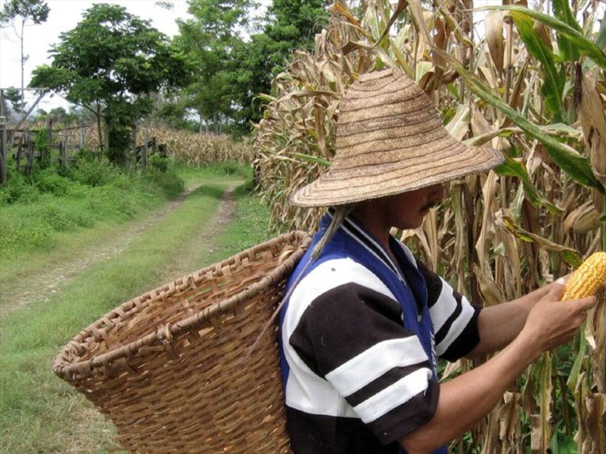 Minagricultura inició programa para apoyar a pequeños productores de maíz tradicional