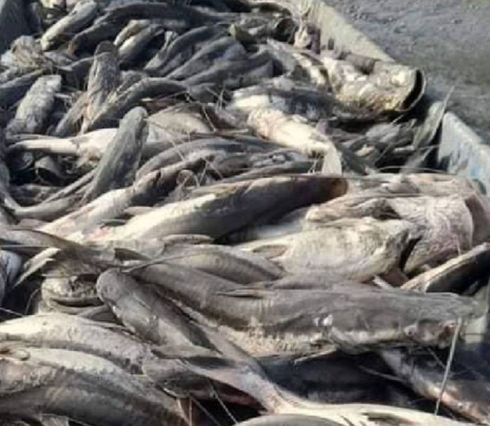 Mortandad de peces en río Carare. Foto: Cortesía a Melissa Múnera.